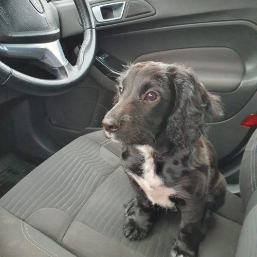 How to House Train a Cocker Spaniel Puppy Easy Spaniel Training