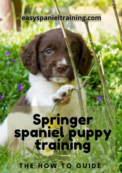 Springer spaniel puppy training Springer spaniel puppy training