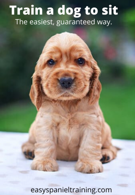 getting a spaniel to sit getting a spaniel to sit
