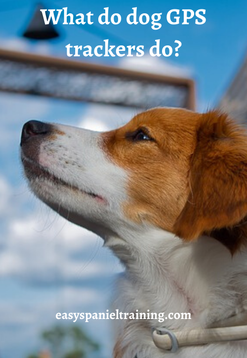 What do dog GPS trackers do_ What do dog GPS trackers do_