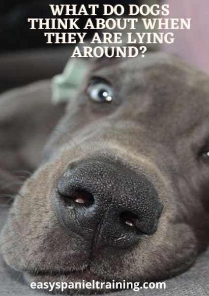What do dogs think about when they are lying around_ What do dogs think about when they are lying around