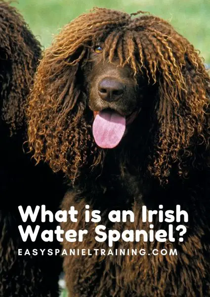 what is an irish water spaniel