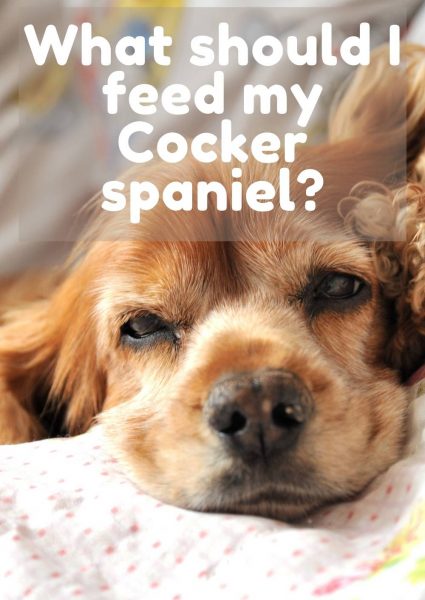 What should I feed my Cocker spaniel_ What should I feed my Cocker spaniel