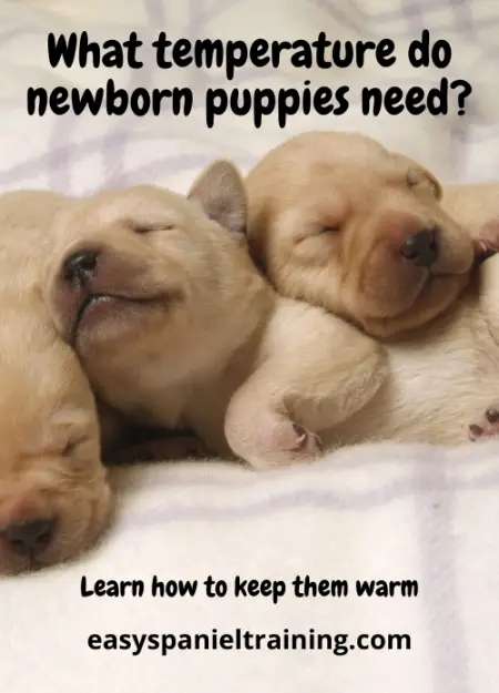 What temperature do newborn puppies need_