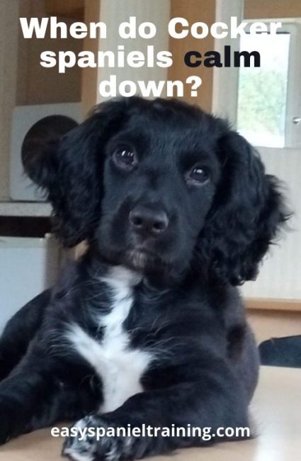 When do Cocker spaniels calm down_ when do cocker spaniels calm down