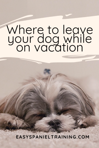 Where to leave your dog while on vacation where to leave your dog while on vacation