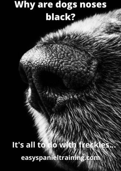 Why are dogs noses black_ Why are dogs noses black_