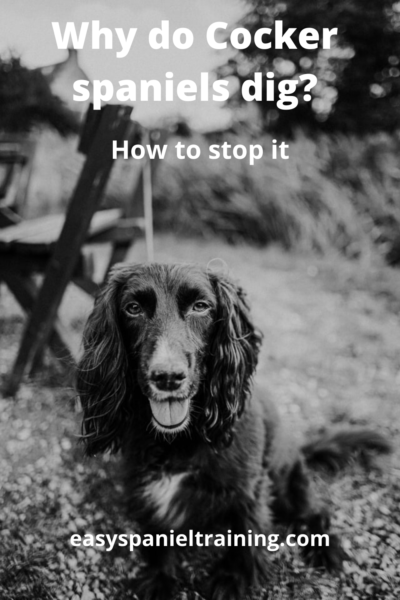 Why do Cocker spaniels dig_ why do cocker spaniels dig