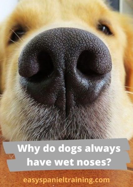 Why do dogs always have wet noses_ Why do dogs always have wet noses_