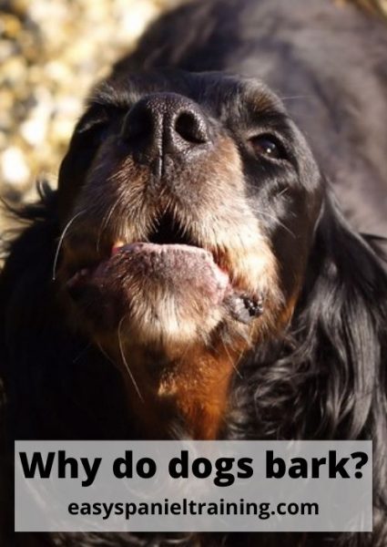 Why do dogs bark