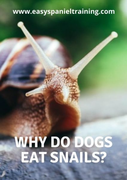 Why do dogs eat snails_ why do dogs eat snails