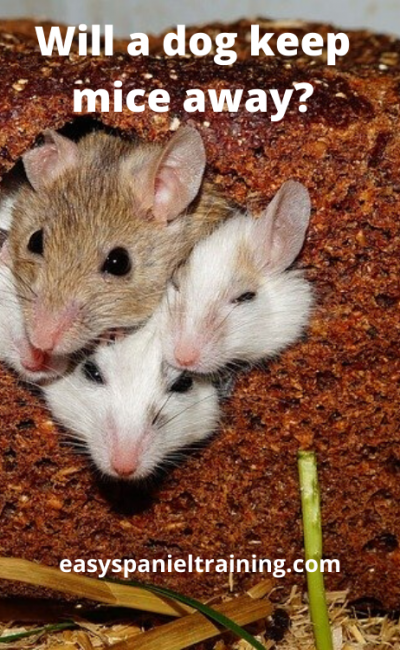 Will a dog keep mice away_ will a dog keep mice away
