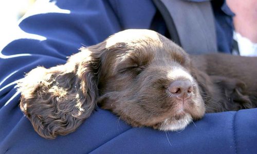 cocker spaniel puppy are cocker spaniels good family dogs