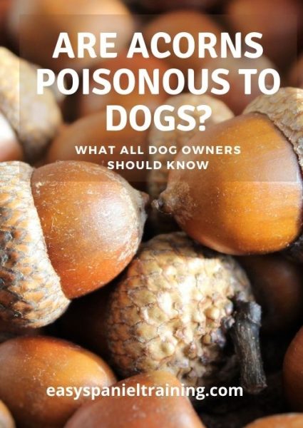 are acorns poisonous to dogs are acorns poisonous to dogs