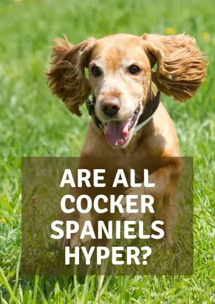 are all cocker spaniels hyper
