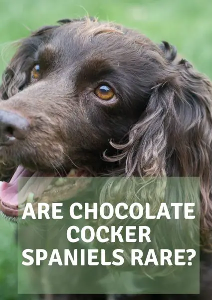are chocolate cocker spaniels rare