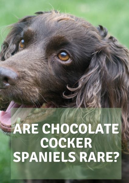 are chocolate cocker spaniels rare are chocolate cocker spaniels rare