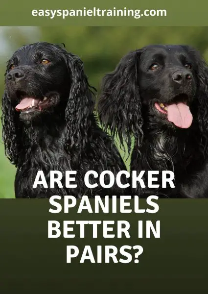 are cocker spaniels better in pairs