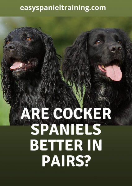 are cocker spaniels better in pairs are cocker spaniels better in pairs