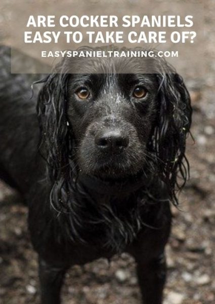 are cocker spaniels easy to take care of are cocker spaniels easy to take care of