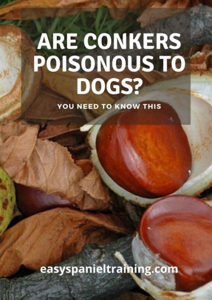 are conkers poisonous to dogs