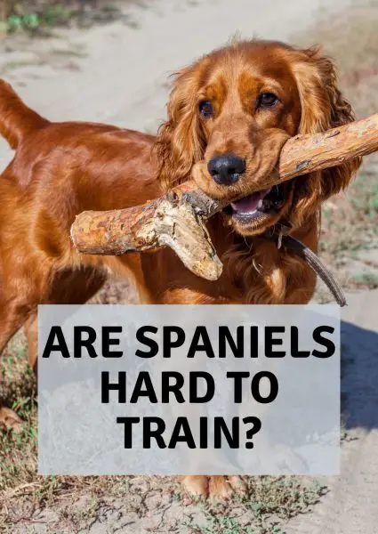 are spaniels hard to train