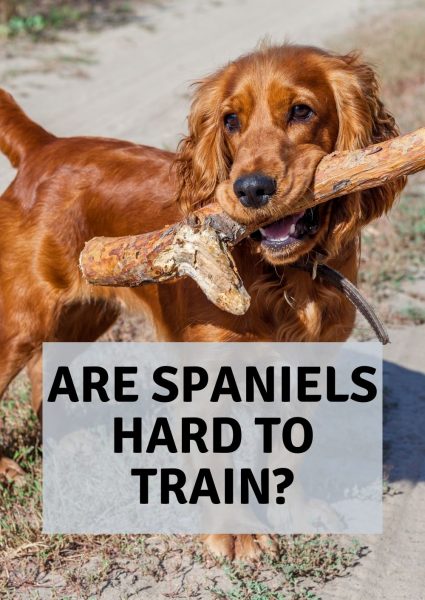 are spaniels hard to train are spaniels hard to train