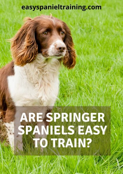 are springer spaniels easy to train_ are springer spaniels easy to train