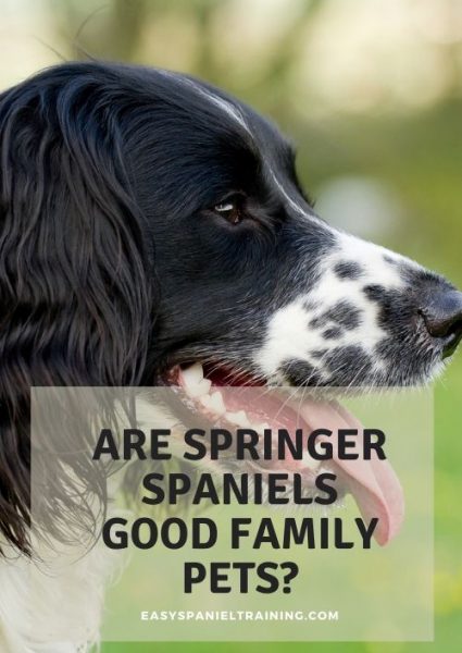 are springer spaniels good family pets