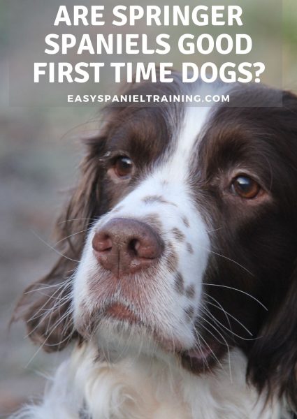 are springer spaniels good first time dogs_ are springer spaniels good first time dogs_