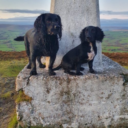 Boris and Nimrod Cocker Spaniels working cocker spaniel