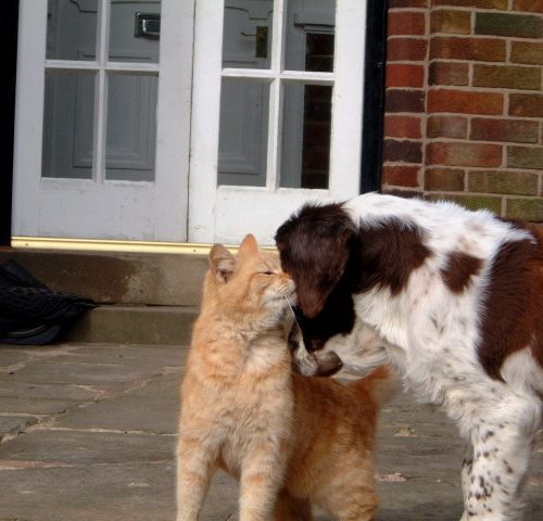 bess and pilch can springer spaniels get along with cats