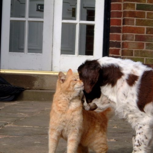 english springer spaniel and cats