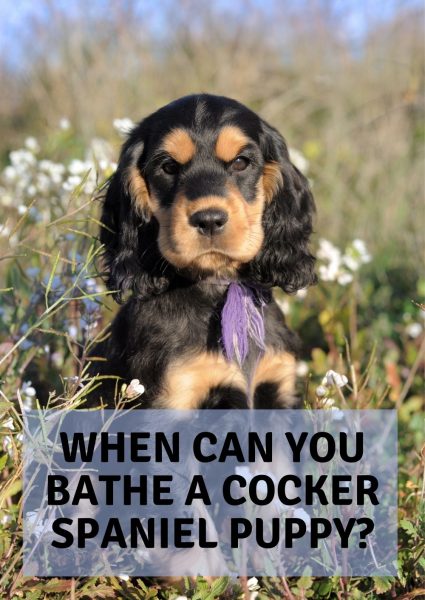 when can you bathe a cocker spaniel puppy when can you bathe a cocker spaniel puppy