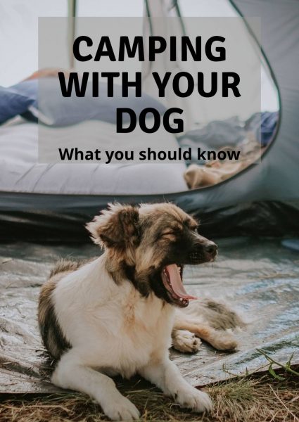 camping with your dog camping with your dog