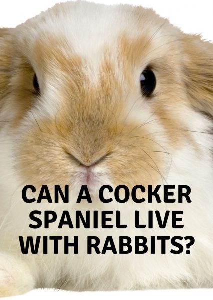 can a cocker spaniel live with rabbits can a cocker spaniel live with rabbits