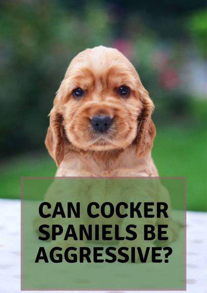 can cocker spaniels be aggressive can cocker spaniels be aggressive