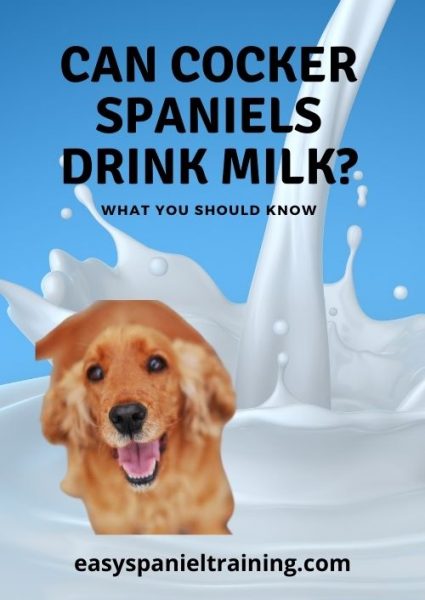 can cocker spaniels drink milk