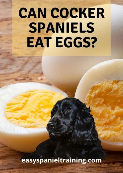can cocker spaniels eat eggs