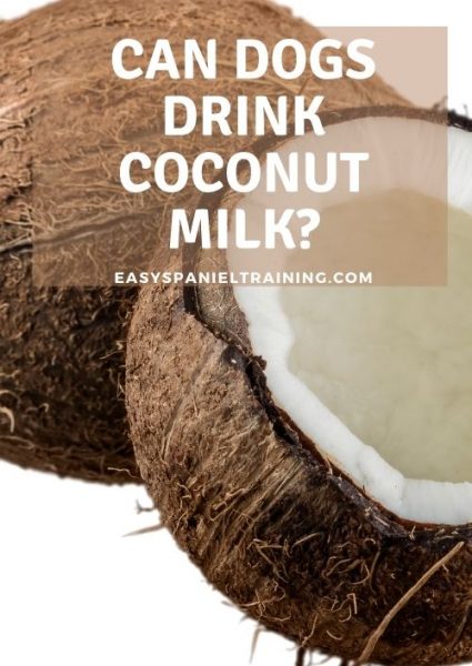 can dogs drink coconut milk