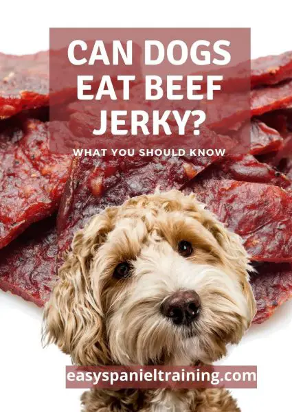 can dogs eat beef jerky