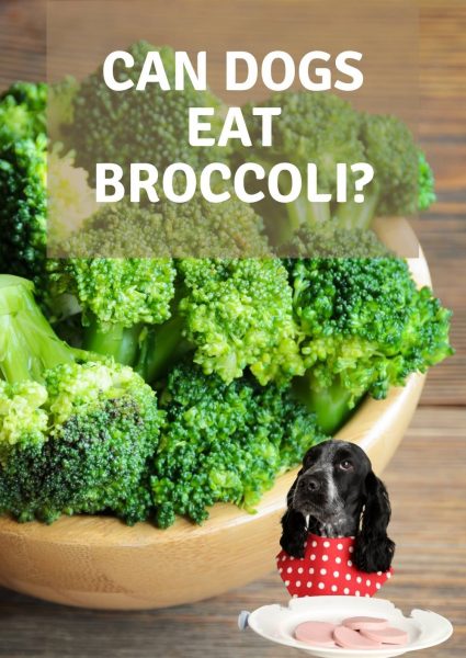 can dogs eat broccoli can dogs eat broccoli