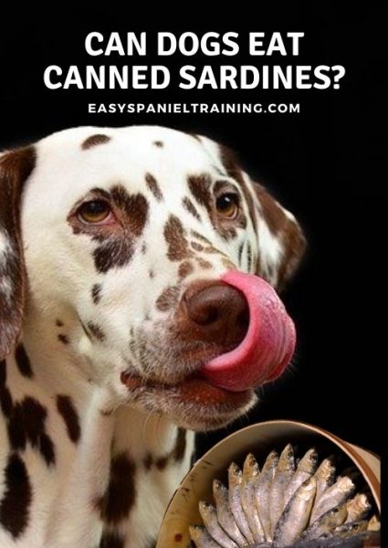 can dogs eat canned sardines_