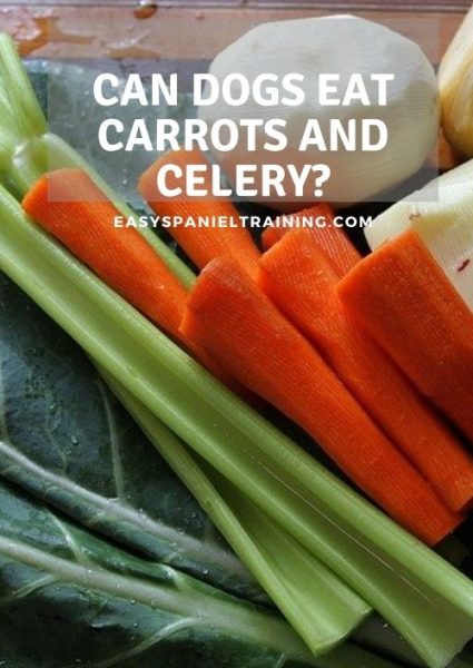 can dogs eat carrots and celery