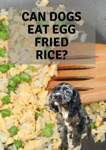 can dogs eat egg fried rice_ can dogs eat egg fried rice_