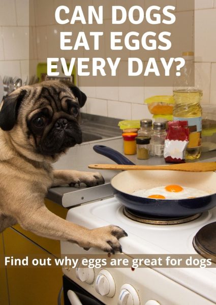 can dogs eat eggs every day