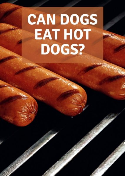 can dogs eat hot dogs can dogs eat hot dogs