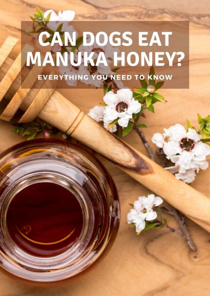 can dogs eat manuka honey