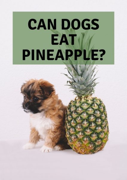 can dogs eat pineapple can dogs eat pineapple