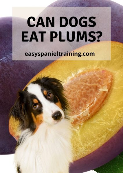 can dogs eat plums can dogs eat plums